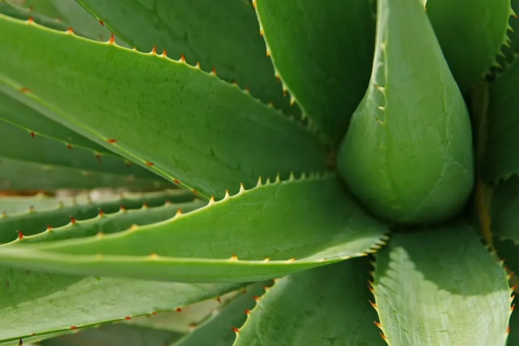 aloe vera face lotion SOOTHING & MOISTURE ALOE VERA SOOTHING GEL [TUB]
