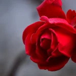 jak ukorzenić różę