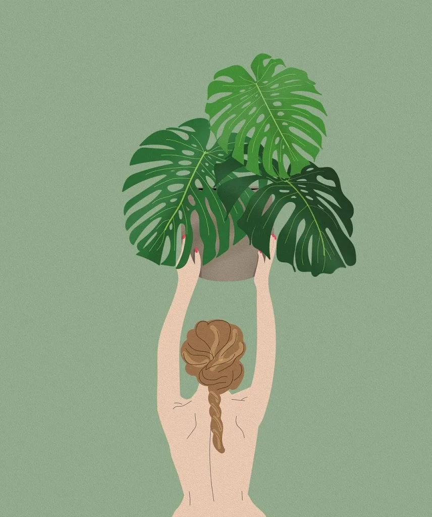 jak ukorzenić monsterę